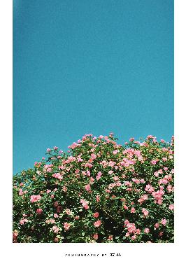 中文免费高清在线观看电视剧后妈十